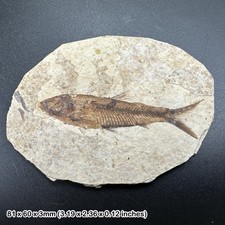 Fossilised fish in slab