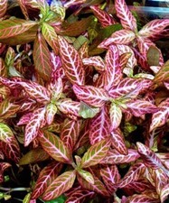 HYGROPHILA ROSANERVIG TROPICAL