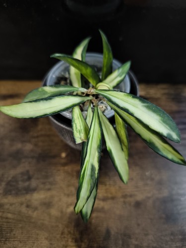 Hoya wayetii tricolor - hoya,