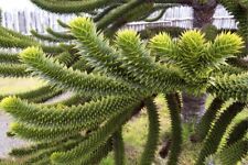 10 Monkey Puzzle/ Elephants Feet, Seeds