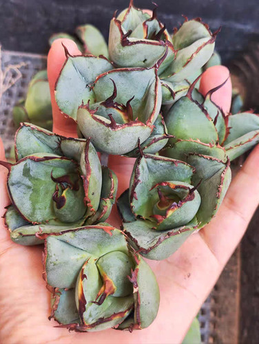 20pcs rare agave - 20pcs,