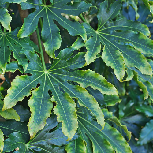 Large plant fatsia - 1,