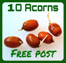 Acorns 10 germinated 2025 seeds from White English Oak Tree, grow sapling/ bonsa