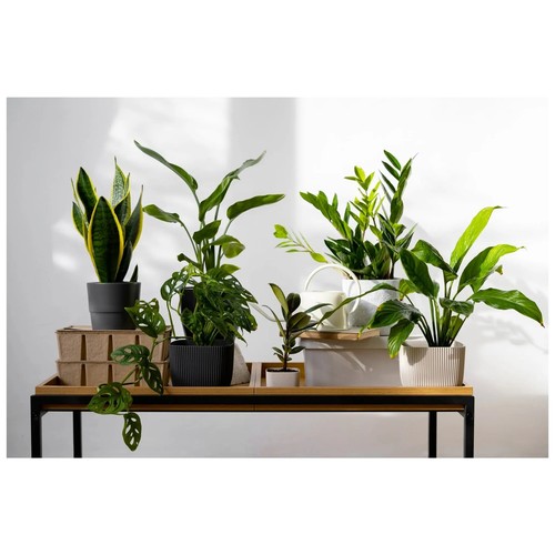Mystery houseplant - mystery,