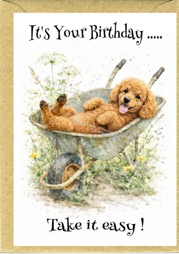 Poodle apricot dog birthday - poodle,