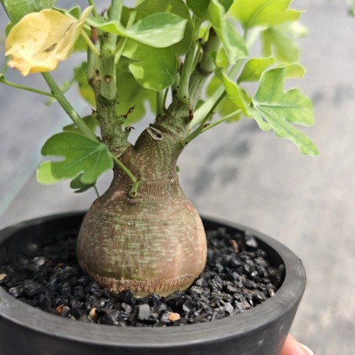 5cm succulent cactus plant - 4-5cm,