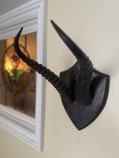 Taxidermy Springbok Antelope Horns