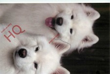 Picture Postcard__Dog, Samoyed