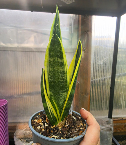 Sansevieria golden flame snake - flame,