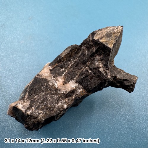 Genuine triceratops dinosaur