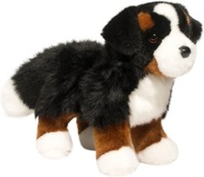 Douglas Stevie Bernese
