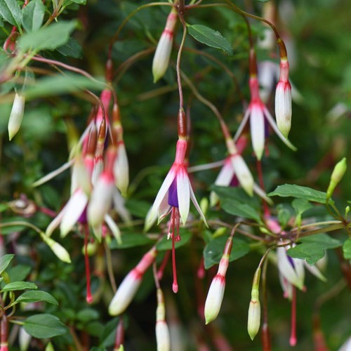 Hardy fuchsia arauco 1x - -,
