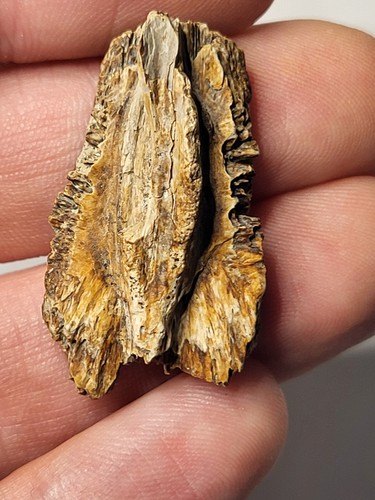 Gorgeous turtle shell - shell., hell