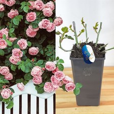 English Bush Rose Flower