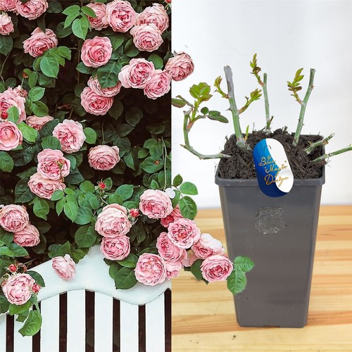 English bush rose flower - bush,
