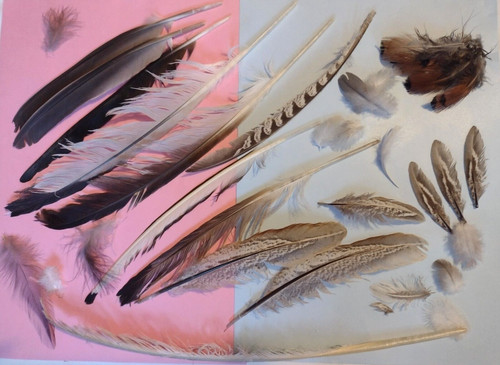 Natural feathers free - natural,