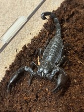 Emperor scorpion (Pandinus