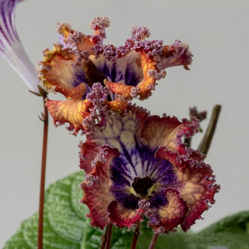 Streptocarpus
