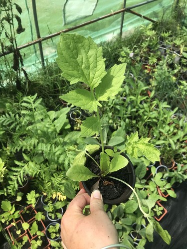 Valerian plants 9cm pot - 2, |
