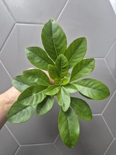 Schefflera nora umbrella - schefflera,