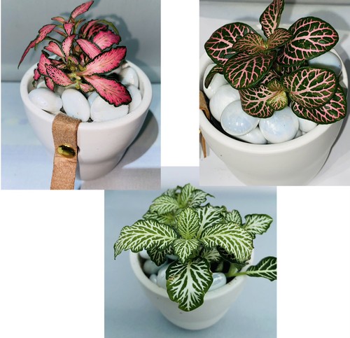 Nerve plant varieties - nerve,