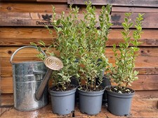 10x Large Privet Ligustrum