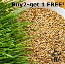 Organic Barley Grass seeds - Pets Love it! For dogs lizards Tortoise guinea pig