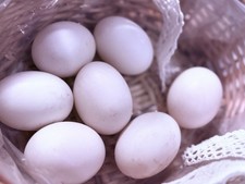 Mallard Duck Hatching Eggs