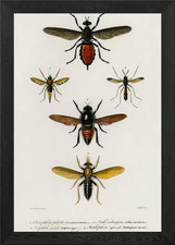 Different Types Of Insects