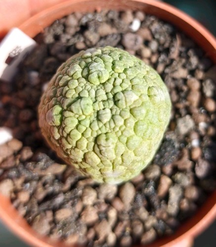 Pseudolithos migiurtinus - pseudolithos,