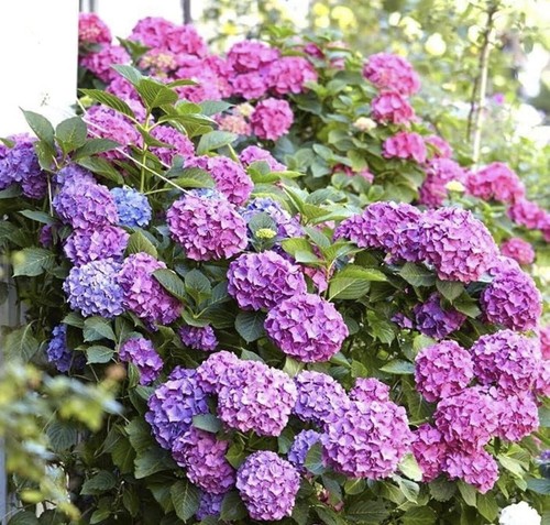 Hydrangea mophead large - mophead, -5