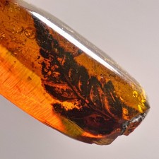 Burmese Amber Fossil: 99