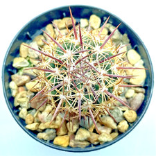 Ferocactus johnsonii Very Rare