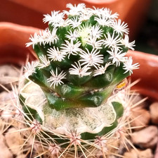 Cactus, Mammillaria