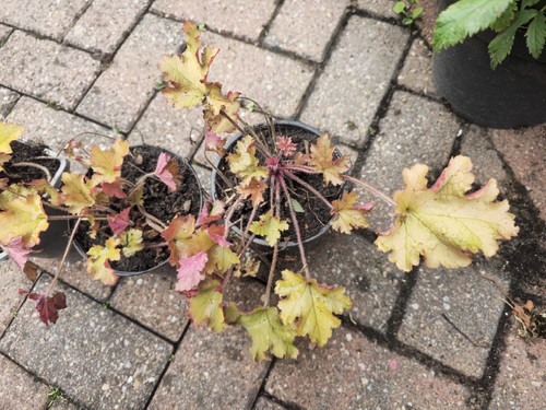 Heuchera plug plants - 3x,