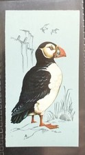 TETLEY TEA CARD-BRITISH BIRDS