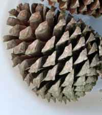 10 Premium Quality Freshly