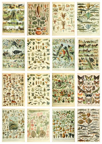 Vintage wildlife - vintage,