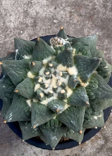 5cm rare plant ariocarpus - 13.5cm,