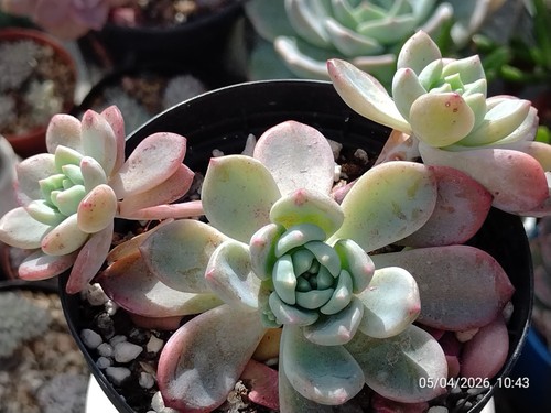 One pot sedum - (multi,