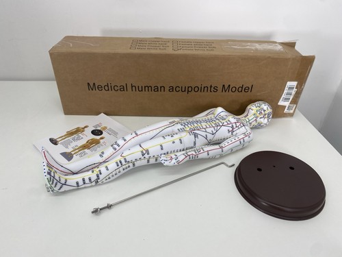 Acupuncture model 47in - acupuncture,