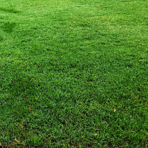 Bermuda grass coated - bermuda,