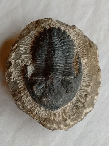 Genuine calymene trilobite - genuine,