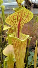 Sarracenia Flava v Ornata “Pender County North Carolina" JSF77 carnivorous plant