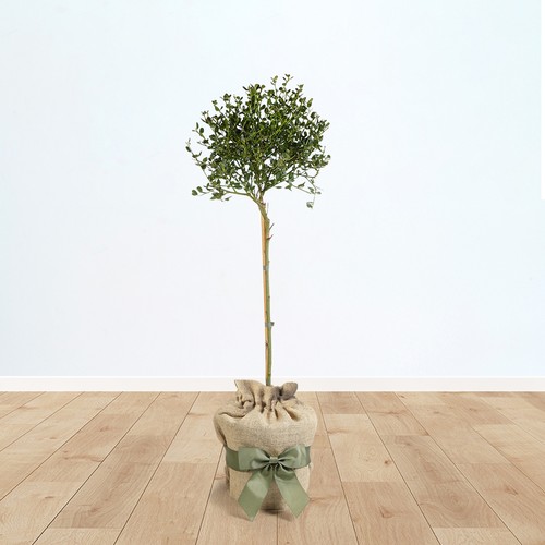 Gifted wrapped ceanothus - gifted,