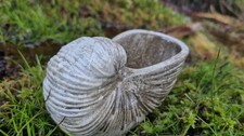 Beautiful Shell Ornament/ Pot.