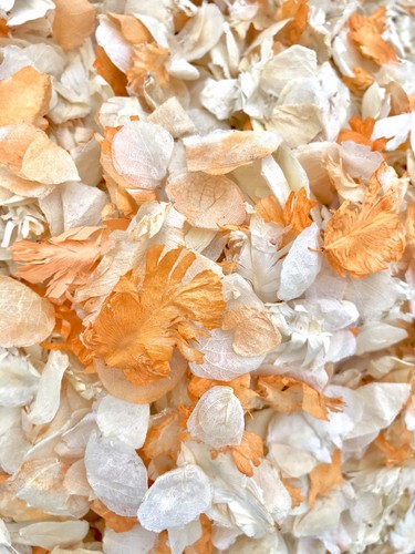 Orange ivory dried natural - ivory,