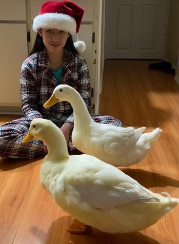 Jumbo pekin hybrid - 300, ducks
