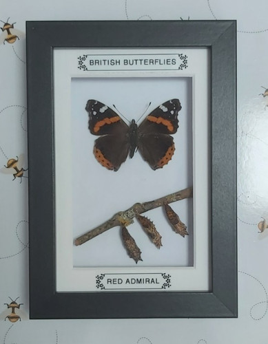 Taxidermy real framed british - real,