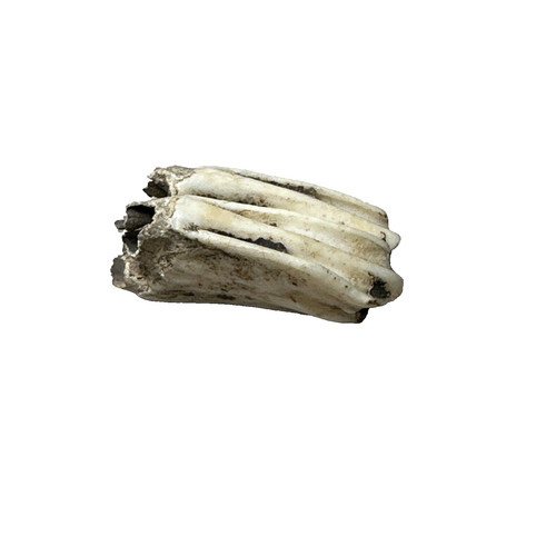 Fossilised fossil animal tooth - animal,